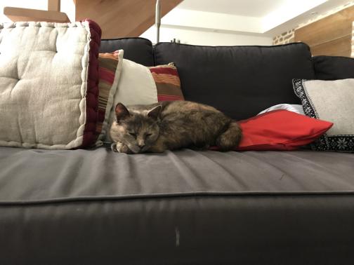 A petite grey tortoiseshell cat dozes on a dark grey futon couch.  Behind and to either side are a collection of white and red cushions.  A closer look suggests the cat may only be pretending or hoping to sleep.  Behind the couch, we can see the ceiling (white, with exposed wood beams) and top of the far wall (also white).