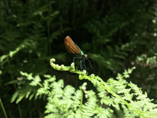 Perched on a fern frond is a metallic-green insect, reminiscent of a dragonfly, with translucent coppery wings folded above its back.  Its round black eyes appear to be looking back at us; one leg is lifted up from its perch, but the others are firmly planted.