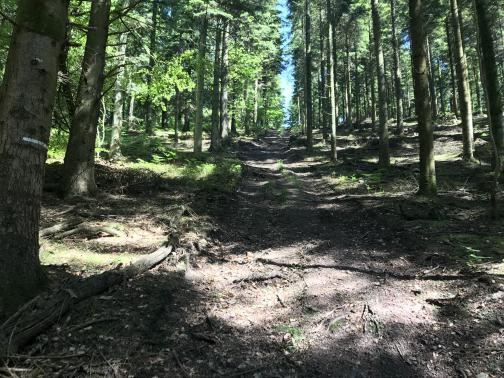 A dirt trail runs uphill to the east-southeast, surrounded on both sides by evergreens.  The trees block the sky, but still let plenty of light through.