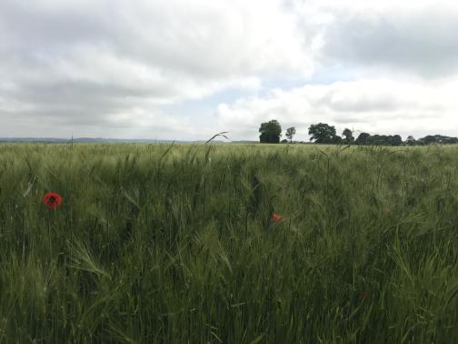 To the east-southeast, we are looking at a field of wheat or other grassy crop, at eye level with the top of the plants.  With the awns (fibers) growing out of the seed heads, the overall effect is surprisingly soft.  Two red poppy-like flowers are growing among the crop in the foreground.  In the distance to the right is a row of trees; the sky is mostly cloudy.