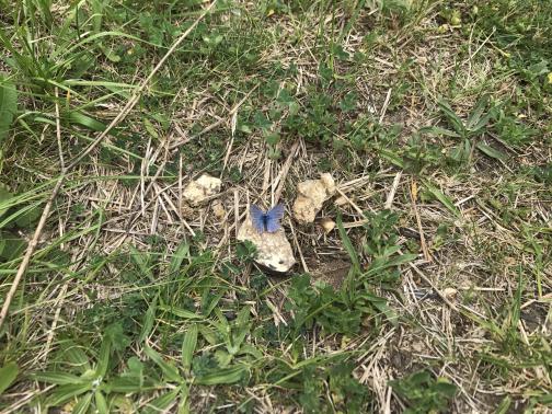The ground is covered by straw and weeds.  Three pale rocks are in the middle of the picture; on the largest one is a small, pale blue butterfly.  Its wings show dark lines running from the body to the outer edges.