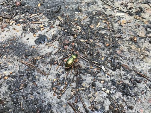 On the muddy ground is an iridescent green beetle.