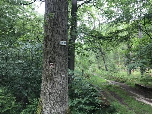 To the north, a sturdy tree trunk is in the foreground, its branches out of sight overhead.  Painted on it is the white-over-red GR mark; immediately below is a white T, under which is a 22 on the left and a 1 on the right.  Tacked on the tree is a marker with “04” and “10” printed on it.  Behind the tree is a forest; a muddy trail heads away, from the bottom right to the center of the photo.
