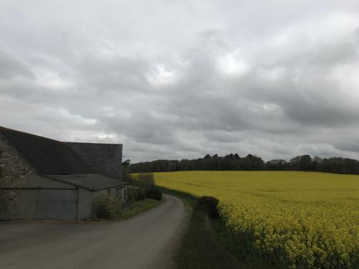 A road curves to the left ahead.  On the right is a field filled with green stalks topped with yellow flowers, such that the field looks almost solid yellow.  On the left side of the road is a stone building, slightly sagging, showing signs of various remodels over the years.  The sky is overcast.