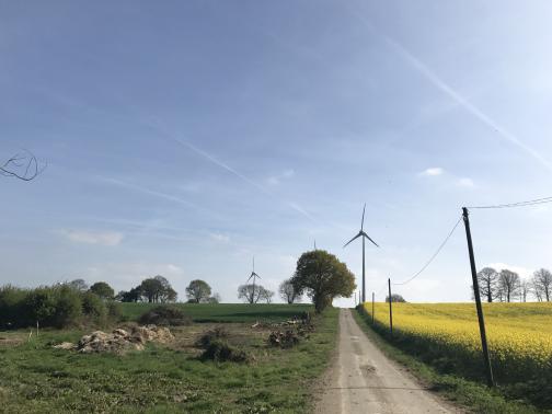 Looking south along a one-lane road, we see three tall wind turbines, probably not more than five or ten minutes’ walk away.  To the right of the road is a field with yellow flowers, probably rapeseed again; on the left is a small field of rocks, and beyond that a larger field of a uniform green.  Utility poles line the road on the right, and trees on the left.