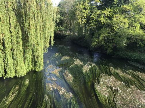 Looking down at a river from what must be a bridge, we see a willow drooping down to the water’s surface to our left.  The water itself is nearly filled with mats of water vegetation, trailing along with the current and making a striking pattern.