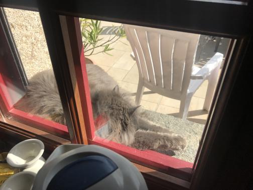 Looking out the window, we see that it is set in an eight-inch-deep niche, occupied by a grey cat, which is fluffed up in the sun.  Yard furniture is visible on a tile patio; just inside the window is a water kettle and perhaps a pair of mugs.