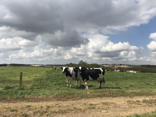 At the edge of a field to the southwest stand two cows, one black with white patches, the other white with black.  The appear moderately interested in the camera.  Some distance further back in the field, the rest of the herd is resting on the ground.  Clouds dominate the sky above, with occasional patches of blue sky.