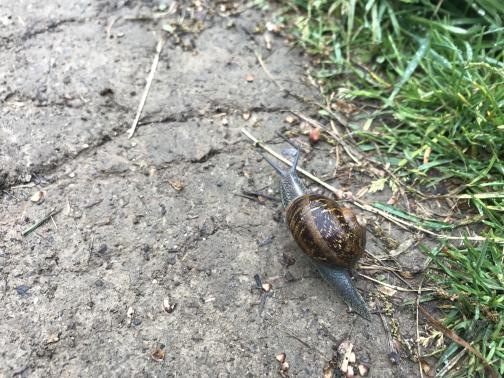 We are looking closely at a blue-grey snail with a brown-patterned shell.  It is moving on a short stretch of pavement; to its right is grass.