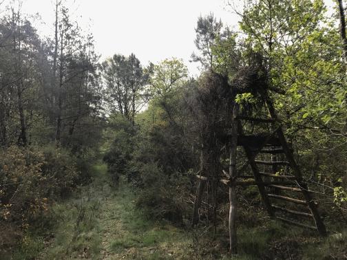 A grassy trail weaves through brush and trees to the southeast, fairly narrow at points ahead.  In the foreground, to the right of the trail, stands a rough-looking hunter’s blind:  a platform perhaps six feet high, made of rough logs, a ladder leading up from the back, crudely camouflaged by a heap of dead brush at the top.