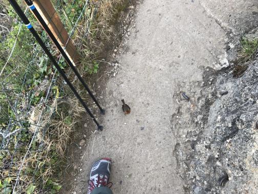 Looking down at a roughly-paved trail, the photographer’s left shoe is visible at the bottom of the photo.  A small bird is standing on the trail perhaps one foot in front of the shoe, approximately the size of a tennis ball, with dark grey-brown with a barely-visible bright orange breast.  A pair of trekking poles leans against a wire fence on the left, beyond which is a brush-covered downwards slope.  On the right, the trail is interrupted by a rock or perhaps concrete.