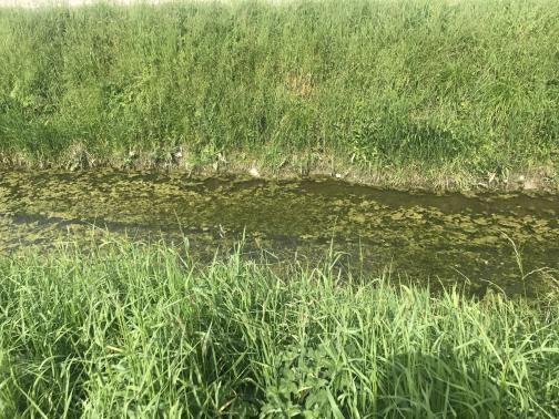 A greenish canal or stream runs left to
right, or perhaps right to left, across the photo.  It has many patches of
algae, and looks to be less than ten feet wide.  The banks on each side are
covered by tall grass.