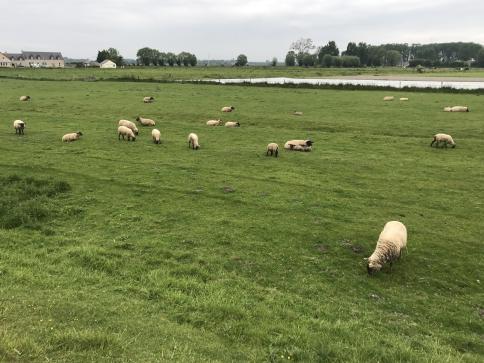 About two dozen sheep are in a grassy meadow to the south, about half grazing and the other half resting.  On the far side of the meadow is a narrow stretch of water.  Beyond the water is another meadow with perhaps some cattle, with trees and a few buildings beyond that.